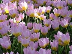 Tulipán botanický Bakerův 'Lilac Wonder' - Tulipa bakeri 'Lilac Wonder'