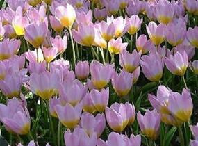 Tulipán botanický Bakerův 'Lilac Wonder' - Tulipa bakeri 'Lilac Wonder'