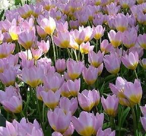 Tulipán botanický Bakerův 'Lilac Wonder' - Tulipa bakeri 'Lilac Wonder'