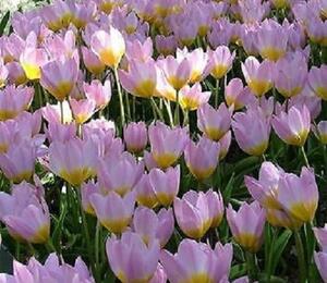 Tulipán botanický Bakerův 'Lilac Wonder' - Tulipa bakeri 'Lilac Wonder'