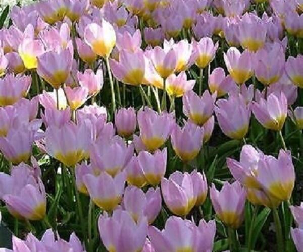 Tulipán botanický Bakerův 'Lilac Wonder' - Tulipa bakeri 'Lilac Wonder'