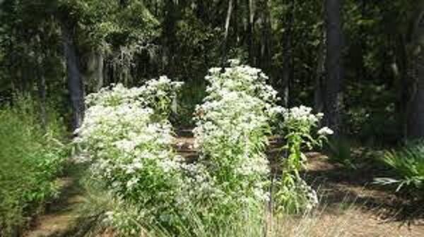 Sadec prorostlý - Eupatorium perfoliatum