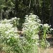 Sadec prorostlý - Eupatorium perfoliatum