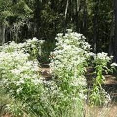 Sadec prorostlý - Eupatorium perfoliatum