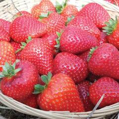 Jahodník stáleplodící 'Buddy' - Fragaria ananassa 'Buddy'