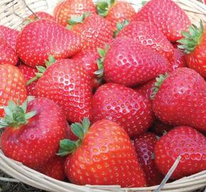 Jahodník stáleplodící 'Buddy' - Fragaria ananassa 'Buddy'