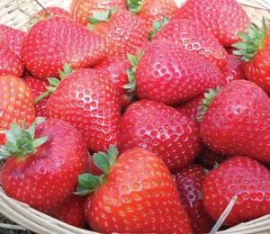 Jahodník stáleplodící 'Buddy' - Fragaria ananassa 'Buddy'