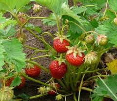 Jahodník jednouplodící 'Sonáta' - Fragaria ananassa 'Sonáta'