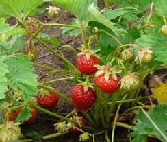 Jahodník jednouplodící 'Sonáta'