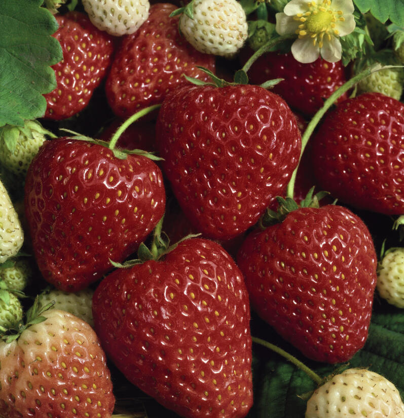 Jahodník stáleplodící 'Selva' - Fragaria ananassa 'Selva'