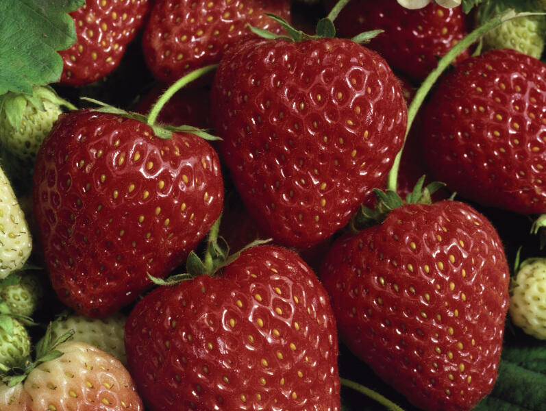 Jahodník stáleplodící 'Selva' - Fragaria ananassa 'Selva'