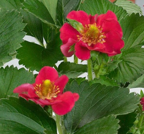 Jahodník stáleplodící 'Ariba Red' F1 - Fragaria ananassa 'Ariba Red' F1