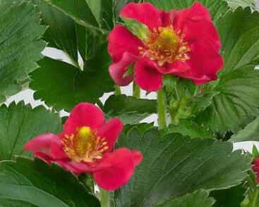 Jahodník stáleplodící 'Ariba Red' F1