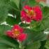 jahodnik-staleplodici-ariba-red-f1.png