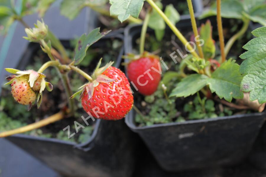 Jahodník stáleplodící 'Elan' F1 - Fragaria ananassa 'Elan' F1