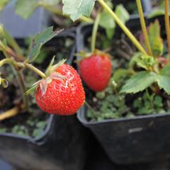 Jahodník stáleplodící 'Elan' F1 - Fragaria ananassa 'Elan' F1