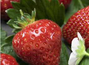 Jahodník stáleplodící 'Aromas' - Fragaria ananassa 'Aromas'