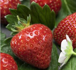 Jahodník stáleplodící 'Aromas' - Fragaria ananassa 'Aromas'