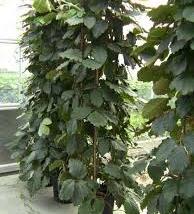 Tetrastigma