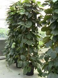 Tetrastigma