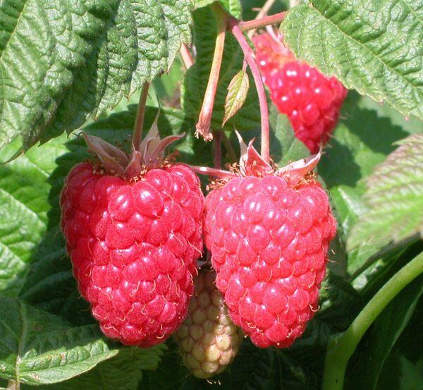 Maliník 'Cascade Delight' - Rubus idaeus 'Cascade Delight'