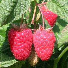 Maliník 'Cascade Delight' - Rubus idaeus 'Cascade Delight'