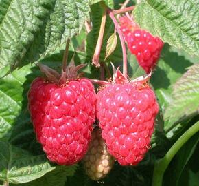 Maliník 'Cascade Delight' - Rubus idaeus 'Cascade Delight'