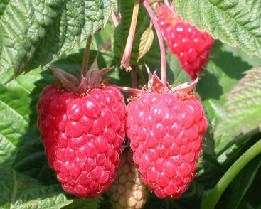 Maliník remontantní 'Cascade Delight'