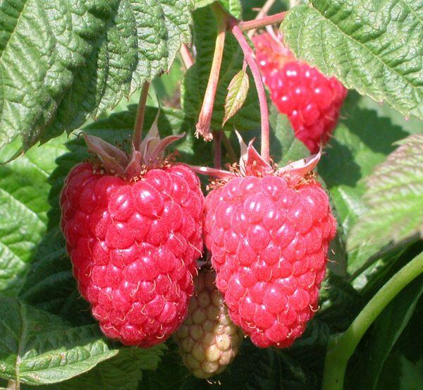 Maliník remontantní 'Cascade Delight' - Rubus idaeus 'Cascade Delight'