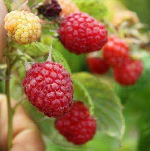 Maliník remontantní 'Ottawa' - Rubus idaeus 'Ottawa'