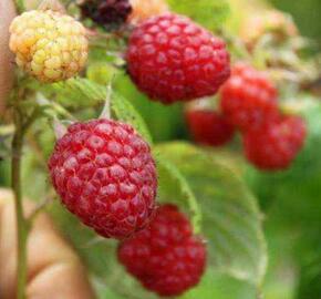 Maliník remontantní 'Ottawa' - Rubus idaeus 'Ottawa'