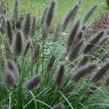 Dochan psárkovitý 'Black Beauty' - Pennisetum alopecuroides 'Black Beauty'