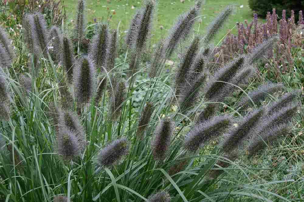 Dochan psárkovitý 'Black Beauty' - Pennisetum alopecuroides 'Black Beauty'