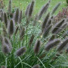 Dochan psárkovitý 'Black Beauty' - Pennisetum alopecuroides 'Black Beauty'