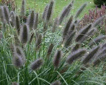 Dochan psárkovitý 'Black Beauty'