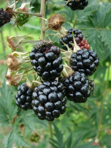 Ostružiník beztrnný 'Thornless' - Rubus fruticosus 'Thornless'