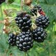 Ostružiník beztrnný 'Thornless' - Rubus fruticosus 'Thornless'