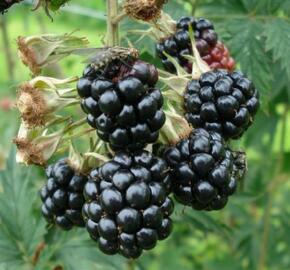 Ostružiník beztrnný 'Thornless' - Rubus fruticosus 'Thornless'