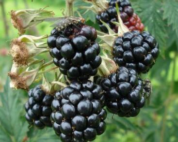 Ostružiník beztrnný 'Thornless'