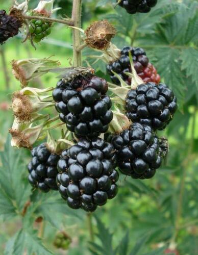 Ostružiník beztrnný 'Thornless' - Rubus fruticosus 'Thornless'