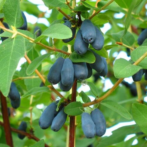 Zimolez kamčatský 'Morena' - Lonicera kamtschatica 'Morena'