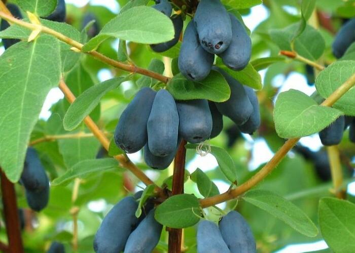 Zimolez kamčatský 'Morena' - Lonicera kamtschatica 'Morena'
