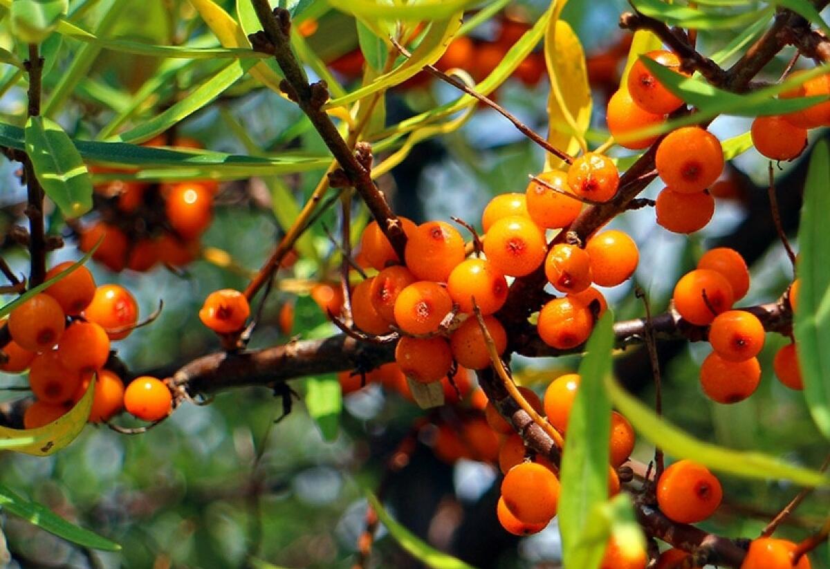 Rakytník řešetlákový samičí 'Friesdorfer Orange' - Hippophae rhamnoides 'Friesdorfer Orange'