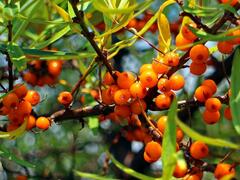 Rakytník řešetlákový samosprašný 'Friesdorfer Orange' - Hippophae rhamnoides 'Friesdorfer Orange'