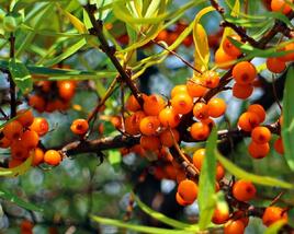 Rakytník řešetlákový samičí 'Friesdorfer Orange'