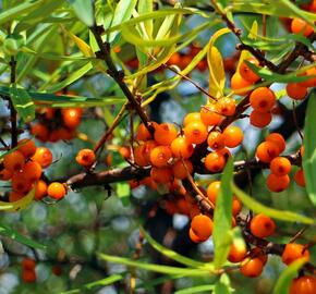 Rakytník řešetlákový samosprašný 'Friesdorfer Orange' - Hippophae rhamnoides 'Friesdorfer Orange'