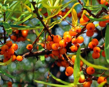 Rakytník řešetlákový samičí 'Friesdorfer Orange'