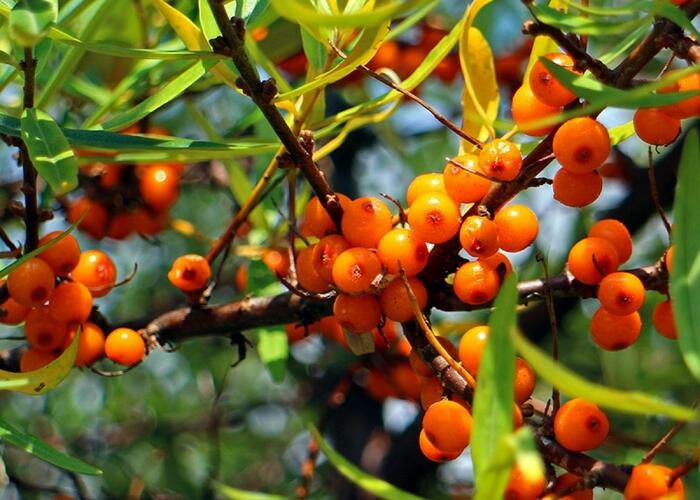 Rakytník řešetlákový samosprašný 'Friesdorfer Orange' - Hippophae rhamnoides 'Friesdorfer Orange'
