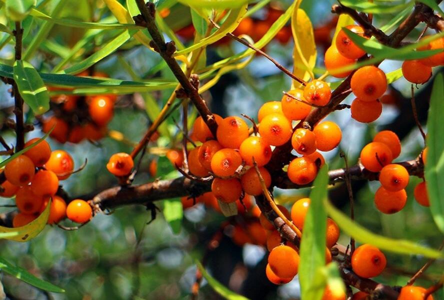 Rakytník řešetlákový samičí 'Friesdorfer Orange' - Hippophae rhamnoides 'Friesdorfer Orange'