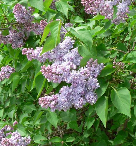 Šeřík obecný 'Emilie Lemoine' - Syringa vulgaris 'Emilie Lemoine'